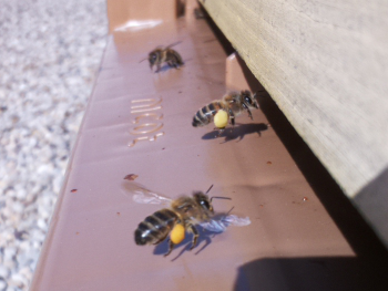 Bees bringing pollen back inside their hive