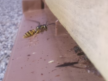 A wasp around the entrance